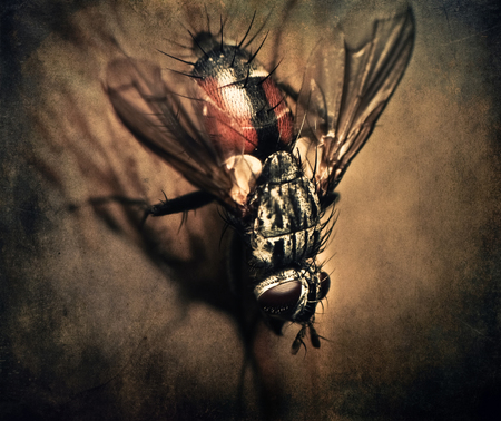 fly closeupの写真素材