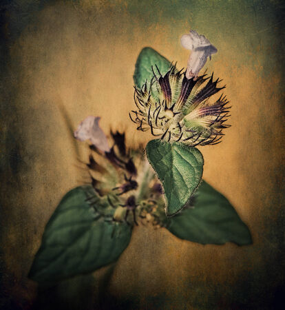 meadow plant closeupの写真素材