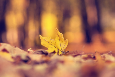 fall forest leaf closeupの写真素材