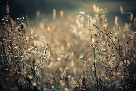 sunset meadow backgroundの写真素材