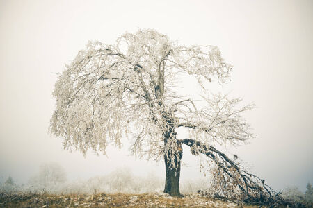 frozen tree with broken branchの写真素材