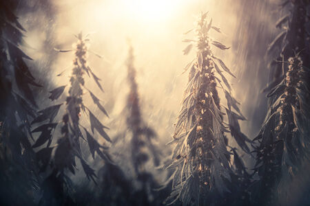 summer meadow plants at sunset rainの写真素材