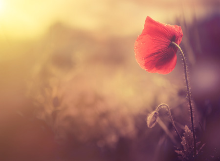 wild poppy flower