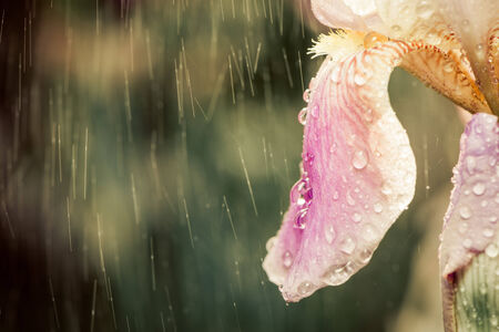 beautiful spring iris flower at rainy sunsetの写真素材