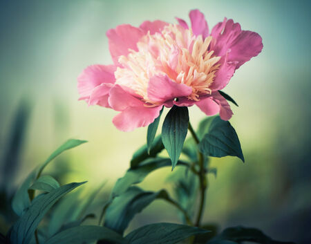 pink summer flower closeupの写真素材
