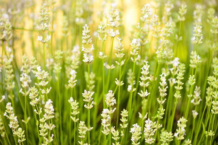 sunrise flowers closeupの写真素材