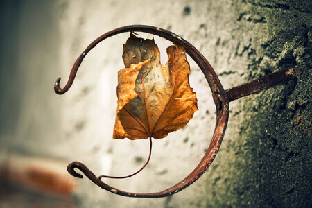 fall season leaf inside metallic holderの写真素材