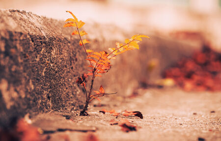fall plant on a stone stairの写真素材