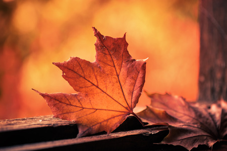faded leaf at wooden windowの写真素材