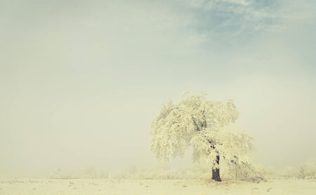 frozen winter treeの写真素材