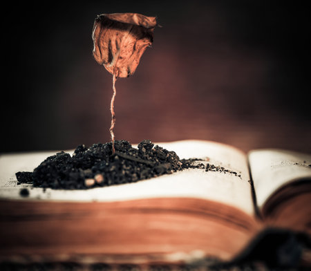 open book with dead plantの写真素材