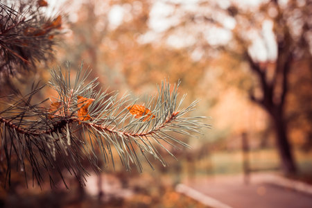 fallen autumn leaves on fir-tree branch at park alley