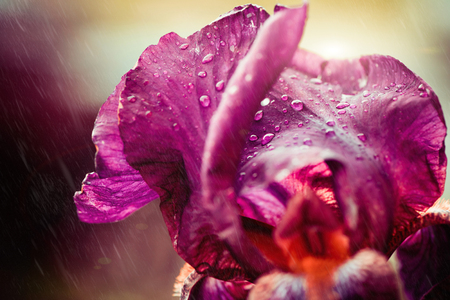 colorful iris flower with rainy drops on leafsの写真素材