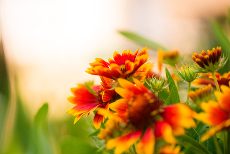 multicolor summertime gaillardia garden flowers backgroundの写真素材