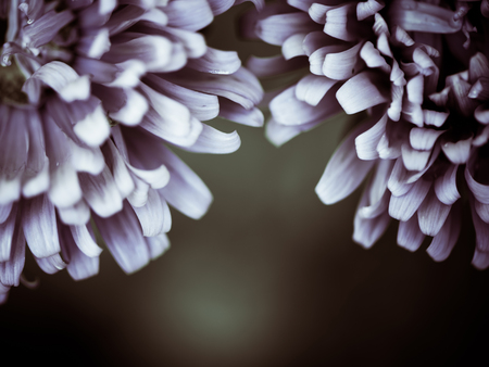 summer flowers leaves at bastract backgroundの写真素材