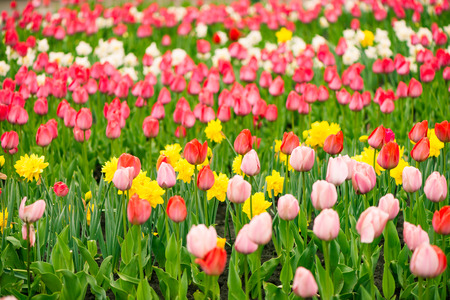 many fresh tulip flowersの写真素材
