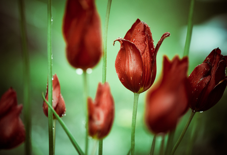 rain drops on budsの写真素材