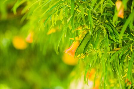 tropical flowers at green tree leafs backgroundの写真素材