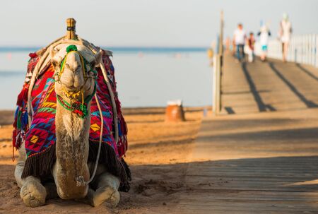 camel in colorful traditional decorated saddleの写真素材