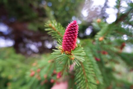 Macro of pink young bump on spruce tree branch selective focus
の写真素材