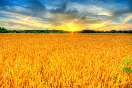 Country landscape with wheat field at sunsetの写真素材