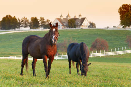 Horses in the field Horses in the field