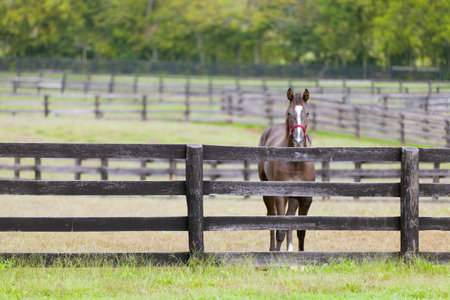 Horse by the fenceの写真素材