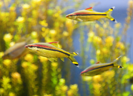 Tropical Fishの写真素材