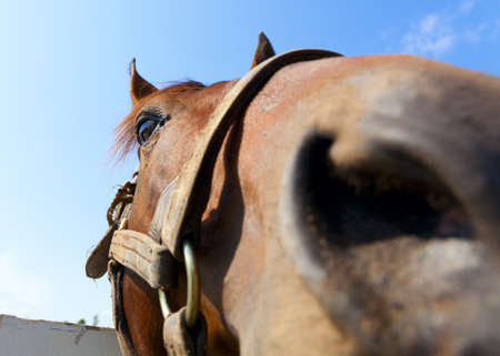 Horse up closeの写真素材