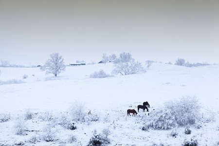Image of horses in a field blanketed in fresh snowの写真素材