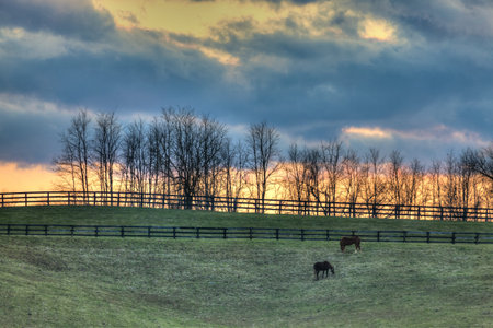 Pastureの写真素材