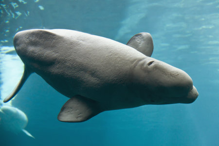 Beluga whaleの写真素材
