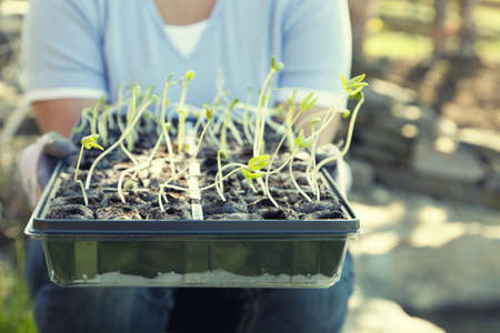 Planting seasonの写真素材
