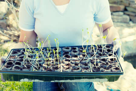 Planting seasonの写真素材