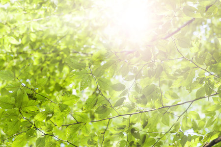 Green leaves and sunshineの写真素材