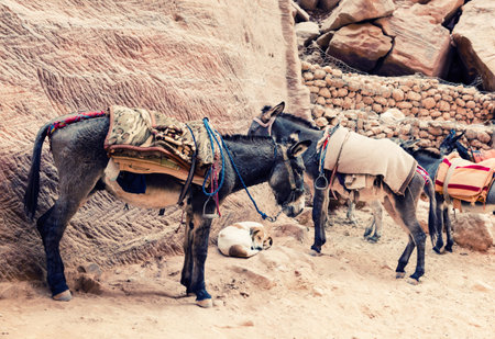 Donkeys in Petra, Jordan