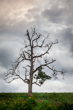 Old bare treeの写真素材