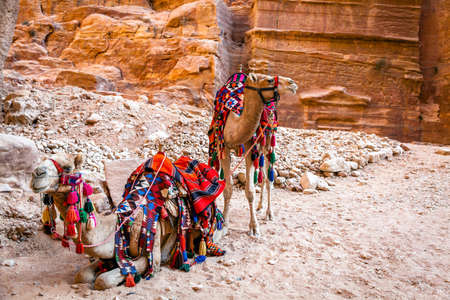 Camels in Petraの写真素材