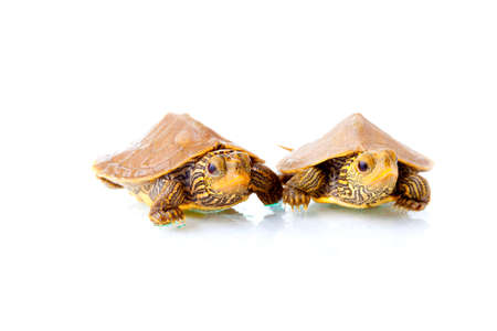 Baby Common Map Turtlesの写真素材