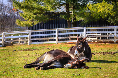 Two donkeys on a farmの写真素材