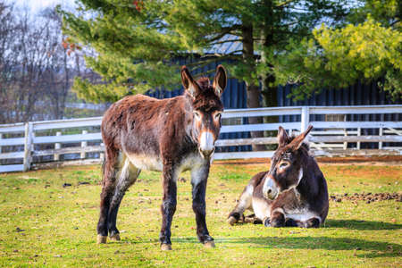 Two donkeys on a farmの写真素材