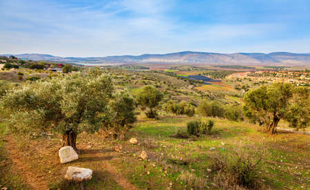 Olive orchard in the Beit Netofa Valley in Central Galilee in Israelの写真素材