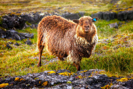 Brown sheep on a pasture in Icelandの写真素材