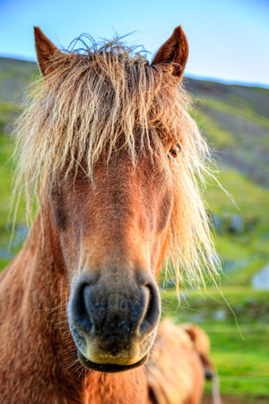 Icelandic Ponyの写真素材