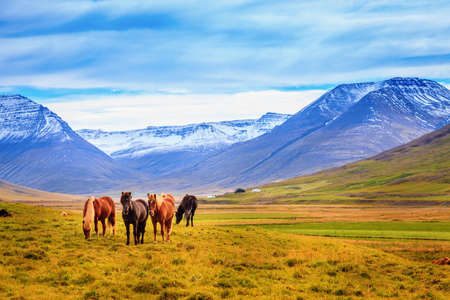 A group of Icelandic Ponies in the pasture with mountains in the backgroundの写真素材
