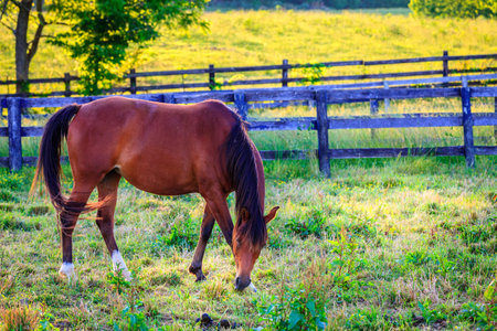 Beautiful chestnut mare on a farm in Central Kentuckyの写真素材