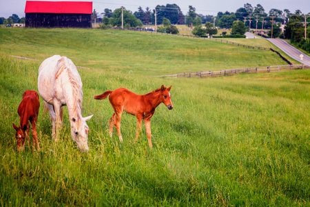 Mother horse with two colts on a farm in Central Kentuckyの写真素材