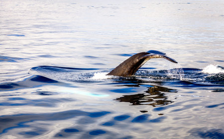 Diving humpback whale in the Skjalfandi Bay in Northern Iceland
