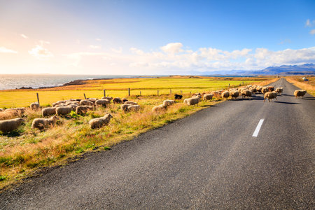 Herd of sheep is crossing Highway No. 1 Ring Road in Southern Icelandの写真素材