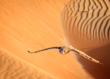 Desert Eagle Owl flying over dunes of Dubai Desert Conservation Reserve, UAEの写真素材
